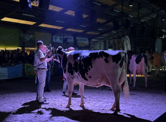 Willem’s-Hoeve Rita 2679 (v. Viano) is de nieuwe Miss Betuwe