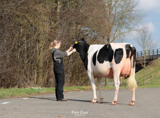 Abundant P-dochter De Wijde Blik Maranti schreef de videovaarzenkeuring op haar naam (foto: Foto Zaar/Zarènde Gunnink)