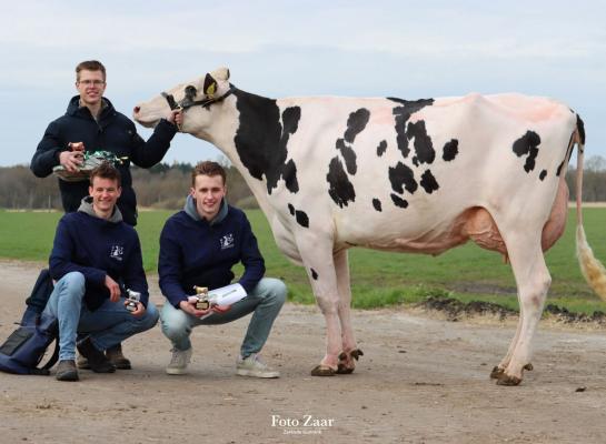 De winnaars van het NK veebeoordelen voor studenten: Siem van Deelen (staand), Ties te Braake (links) en Arjen Peters (foto: Foto Zaar/Zarènde Gunnink))
