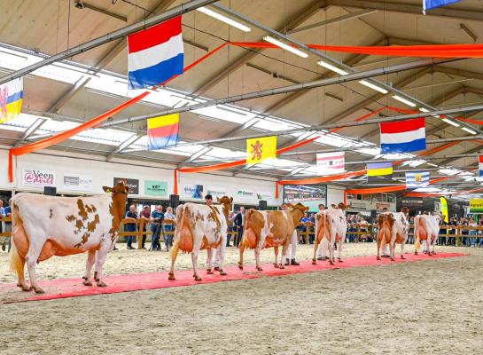 In 2024 vond de eerste editie van de Nationale Roodbont Show plaats