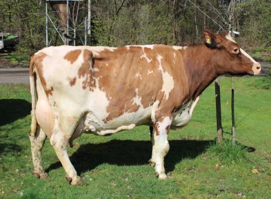 Met een levensproductie van 100.461 kg melk met 6,10% vet en 3,92% eiwit passeerde Rebekka 4394 eerder de tien ton vet en eiwit dan de honderd ton melk (foto: Wout Klein Breteler)