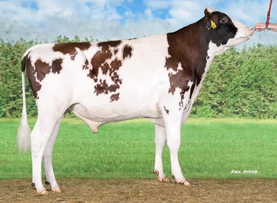 Delta Richman PP stamt uit de koefamilie van Pietje 52