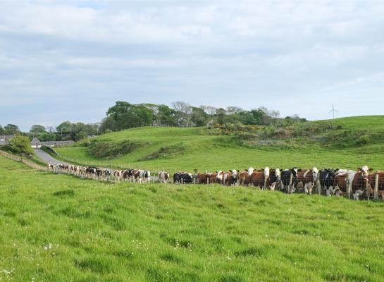 De Britse melkplas blijft groeien en is erg seizoensgebonden