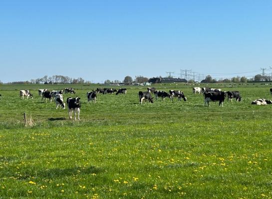 Met het superlekkere gras en droge weer is koeien weiden op dit moment een weelde