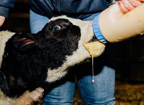 Koeien die slecht opdroogden en na droogzetten nog melk lekten, bleken vaak biest van slechtere kwaliteit te produceren