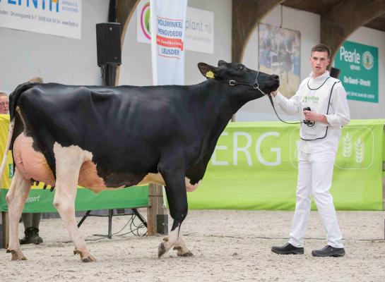 Jeans Maaike 577 (v. Adorable) wint middenklasse (foto: Teus van Herk/Koeienfoto’s.nl)