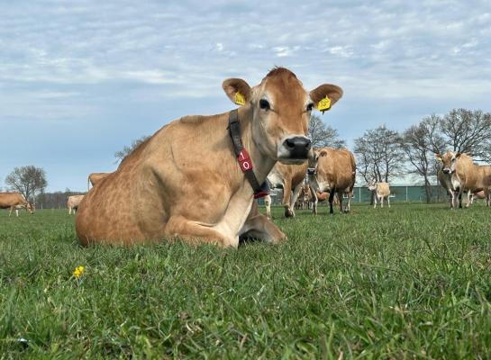Het voorjaar start met grote regionale verschillen in grasaanbod