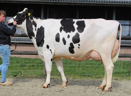Blessingdochter Slob Lola 124 wint het algemeen kampioenschap van de videokeuring Over-Betuwe