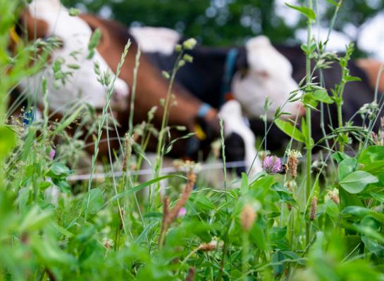 Van de totale landbouwgrond was afgelopen jaar 4,8 procent biologisch