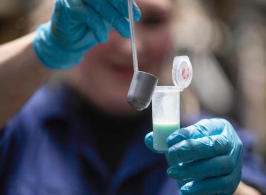 Het holsteinras heeft in Frankrijk met 47,8 procent het hoogste aandeel productieve levensduur