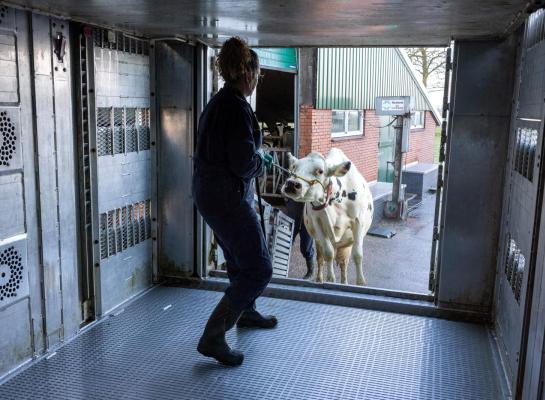 Deelnemers aan de extensiveringsregeling krijgen een vergoeding van 1.606 euro per koe per jaar voor gederfde inkomsten en het inleveren van fosfaatrechten