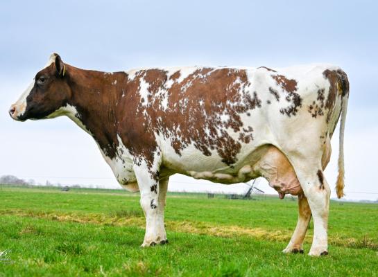 Met een gemiddelde lactatiewaarde van 111 was Trix jarenlang een van de beste productiekoeien van Yde Engelsma. Ze is een kleindochter van de NRM-kampioene van 2010