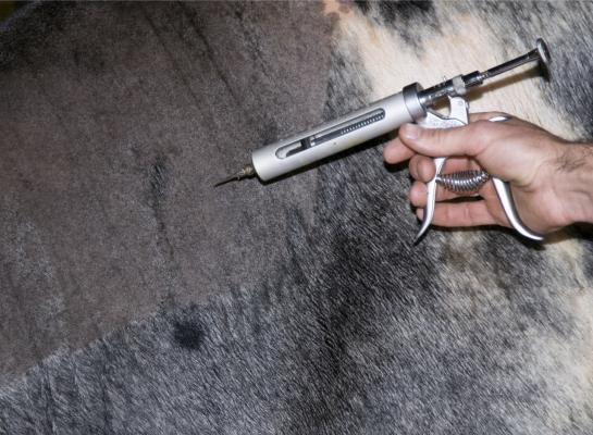 Vaccineren is volgens DGZ en GD de beste preventieve maatregel die een veehouder kan nemen tegen de effecten van een blauwtonginfectie