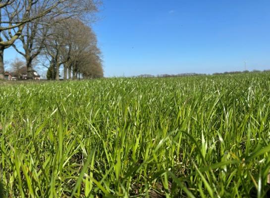 Het voorjaarsgras is goed verteerbaar en heeft hoge waarden voor zowel eiwit als suiker