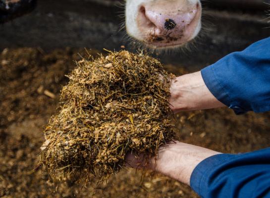 Zo’n 55 procent van de Koe en Eiwit-deelnemers speelde met het aandeel krachtvoer om het ruweiwitgehalte te verlagen