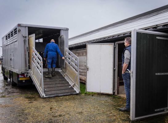 Vooral dieren die niet rechtstreeks worden verhandeld, vormen volgens DGZ een risico