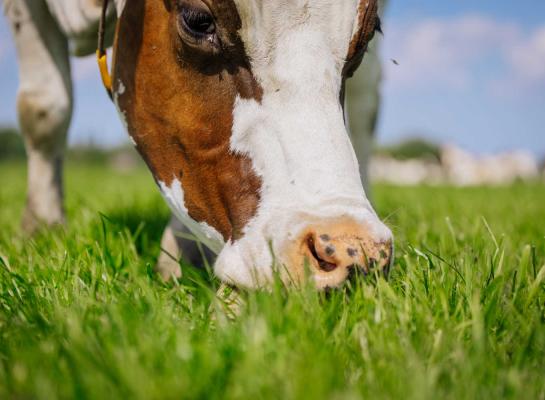Minder bijvoeren of meer weiden is een idee om de groeiende grasvoorraad vers te benutten 