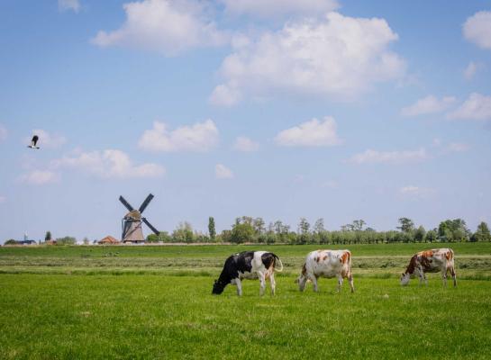 Het suikergehalte is in de meeste regio’s onder de 150 gram per kg droge stof gedaald