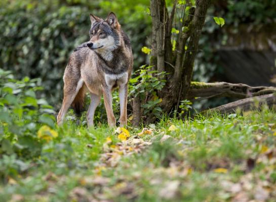 Vorig jaar zijn in Nederland 131 verschillende wolven geregistreerd op basis van DNA-onderzoek