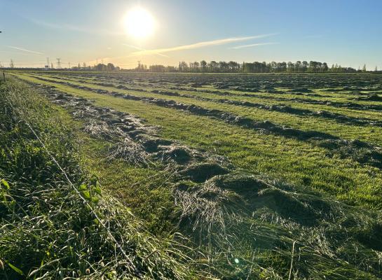 De opbrengst van de eerste percelen lag in het oosten van het land rond de drie ton droge stof
