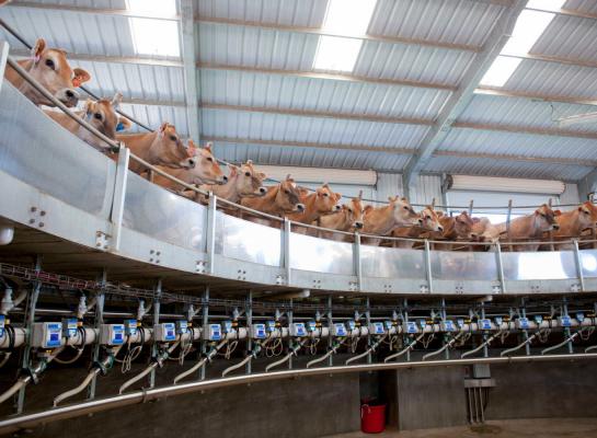 In de VS nam het melkvolume in februari toe met 2,9 procent