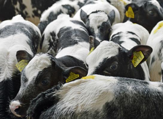 Het structureel krappere aanbod van kalveren resulteert in hogere prijzen voor nuchtere kalveren
