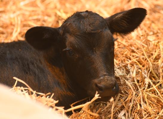 De onderzoekers vermoeden dat de betere weerstand van de kruislingen deels het effect is van heterosis