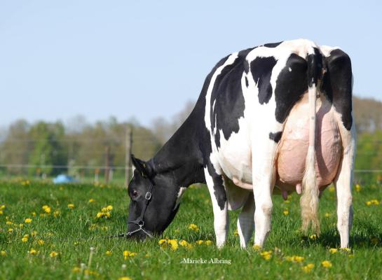 Drouner Anna 1709 is voor de familie Albring de tweede koe met 93 punten (foto: Marieke Albring)