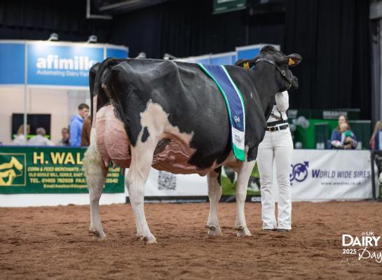 MAG Pandor won afgelopen jaar de Britse nationale titel op de UK Dairy Day (foto: Evie Tomlinson)
