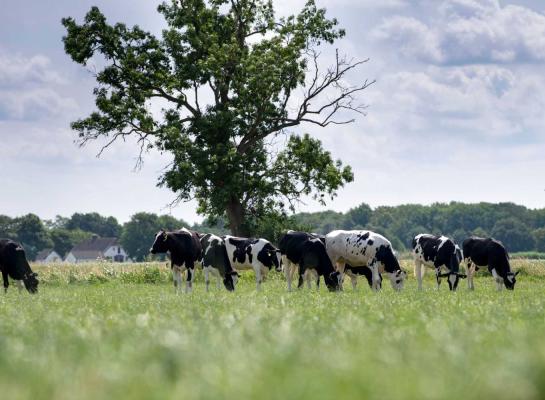 De pinken ouder dan een jaar (mits die vorig jaar op weidestage zijn geweest) kunnen achter de koeien aan weiden of op veldkavels verder weg