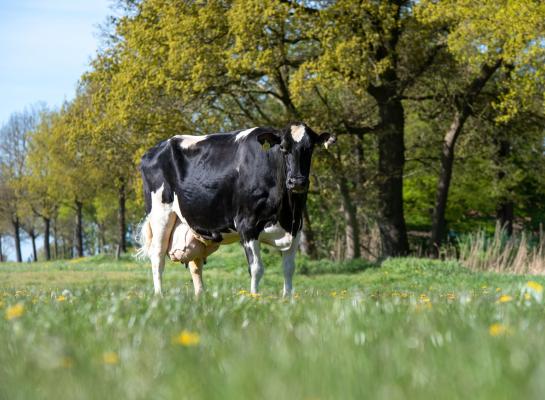 De zeventien jaar oude Idea is de zevende koe in Duitsland met 200.000 kg melk (foto: Dorothee Warder)