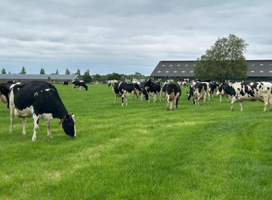 In het midden en zuiden van het land weiden de koeien inmiddels op etgroen