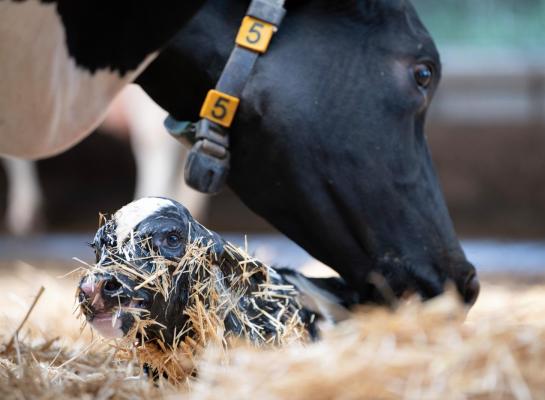 Koeien die een kalf zogen laten in de melkstal de melk minder vlot schieten