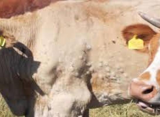 De besmette dieren zijn ongevaccineerde kalveren van ongeveer vier maanden oud. De moeders van de kalveren waren wel gevaccineerd.