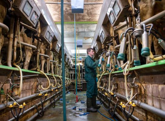 Een grote melkstal verwerkt simpelweg meer kilo's melk per gewerkt uur