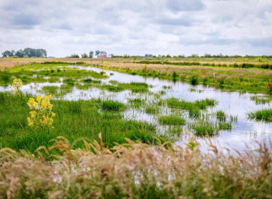Van soorten knutten die vooral in natte natuur voorkomen, is betrokkenheid bij de verspreiding van blauwtong niet aangetoond