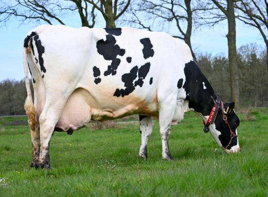 G.N. Hiawatha leek als jonge koe helemaal niet zo duurzaam, maar is als 15-jarige nog krijtgaaf (foto’s Henk Lomulder)