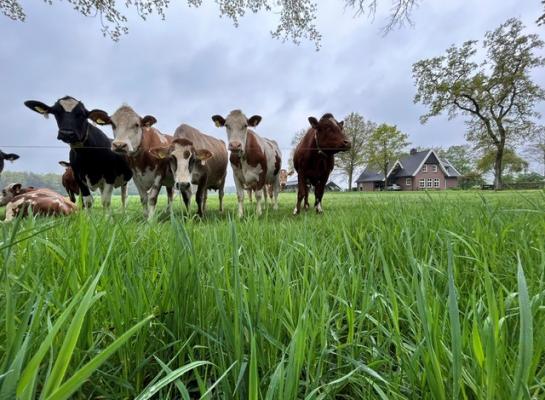 De streefwaarde van 81,2 procent weidende bedrijven wordt niet meer gehaald