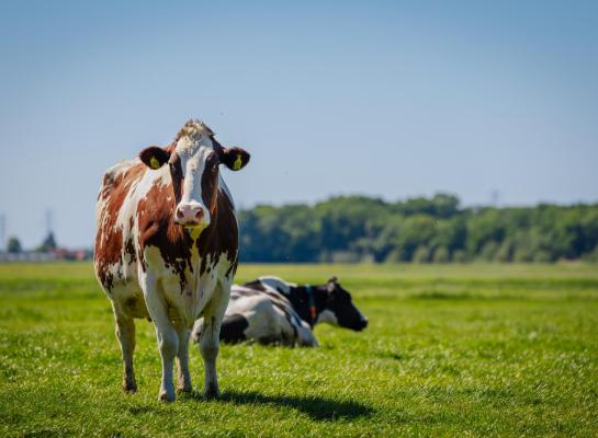 Het kabinet voert een grondgebondenheidsnorm in van 2,6 gve per hectare als eindnorm in 2035
