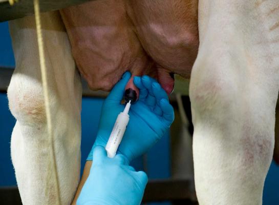 Melkveehouders gebruiken voornamelijk droogzetters en mastitisinjectoren