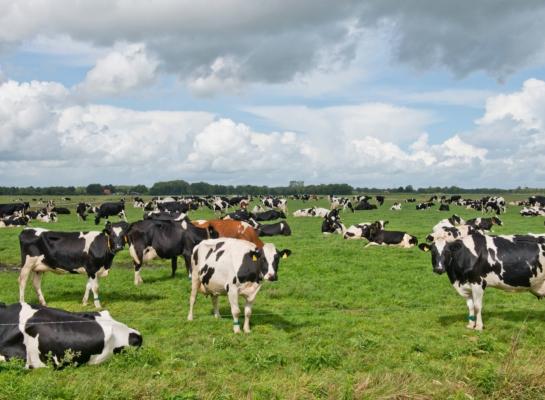 De regen die deze week valt, gaat op veel bedrijven zorgen voor een fikse grasgroei, verwacht Arnee Korevaar van De Heus
