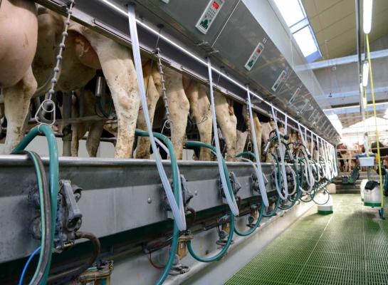 Een gemiddeld melkveebedrijf in België produceerde in 2025 net geen acht ton melk