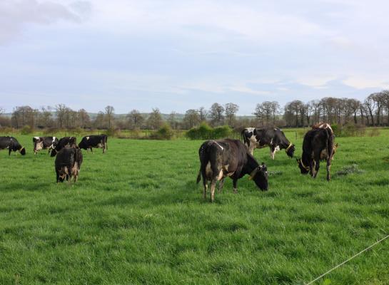 In Ierland werd in 2025 bijna 80 procent meer melk geproduceerd dan in 2005