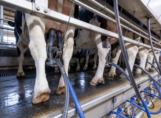 De Melksensor wordt geplaatst in het slangetje onder de melkbeker (foto: CowManager)