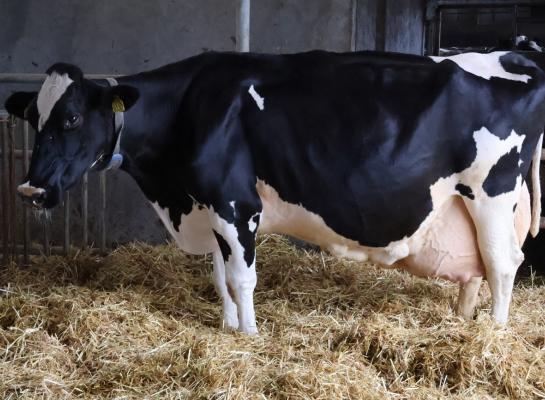 De 12,5-jarige Pothof Lutske 94 realiseerde al een levensproductie van bijna 143.000 kg melk met 4,52% vet en 3,52% eiwit (foto: Jan Hendriks)