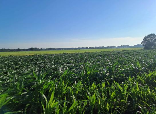 Op verschillende plaatsen is door het noodweer mais platgewaaid afgelopen weekend