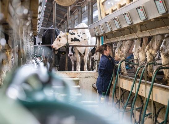 De opgetelde melkproductie over de eerste vijf maanden van dit jaar ligt nu nog 5 procent hoger dan vorig jaar, waar RVO er eerder van uitging dat dit 4,5 procent was
