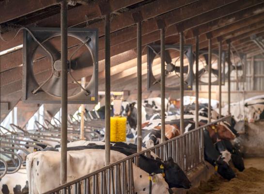 Dochters van koeien die tijdens de dracht hittestress hebben gehad, produceren later gemiddeld 2,2 kilogram melk per dag minder. Bij kleindochters wordt nog een verlies van 1,3 kilogram per dag gemeten