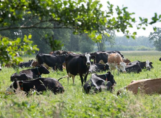Door rondom een selectie Natura 2000-gebieden te kiezen voor een extensievere landbouw, blijft er in de rest van Nederland meer perspectief voor hoogproductieve landbouw, geeft Van Essen aan