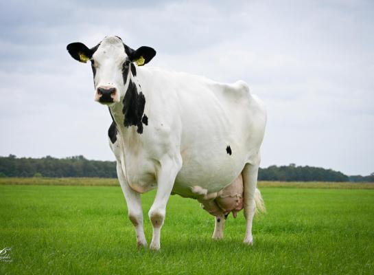 De spierwitte Zwartje is met haar enorme middenhand, fraaie type en attente kop nog altijd een opvallende verschijning (foto: Henk Lomulder)